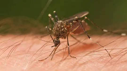 Pentagon Mosquito Weapon Tests Revealed in Files